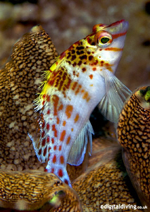 The humble Hawkfish - taken with D200 and 60mm lens by David Henshaw 